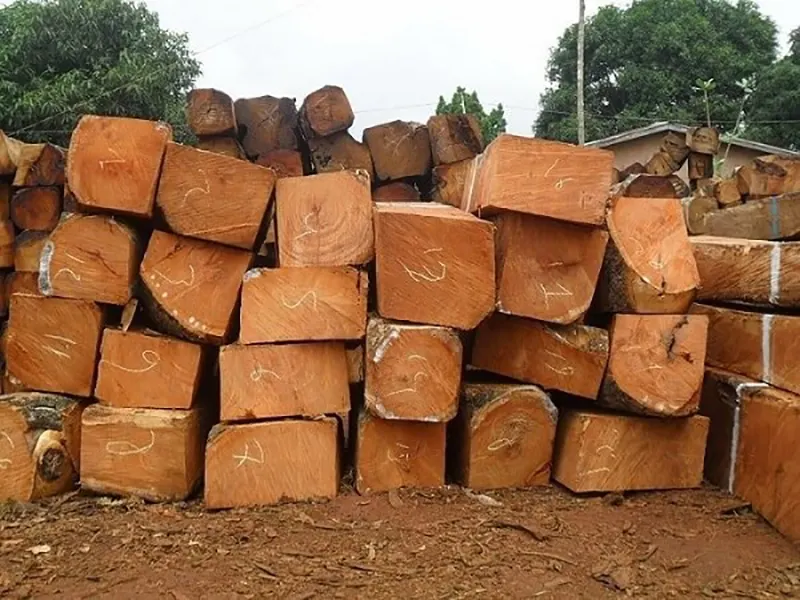 Gỗ gụ là gì? Thuộc nhóm mấy? Giá gỗ gụ bao nhiêu?