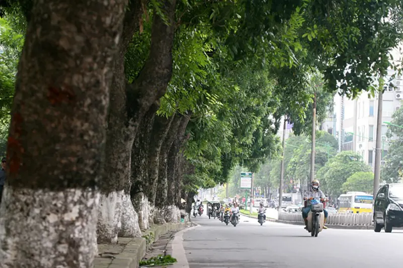 Gỗ xà cừ có tốt không? Thuộc nhóm mấy? Đặc điểm, công dụng và cách nhận biết